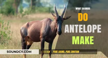 Unveiling the Unique Vocalizations: What Sounds Do Antelope Make?