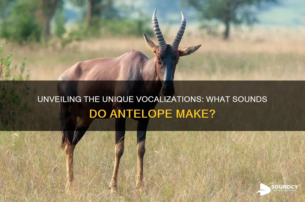 what sounds do antelope make