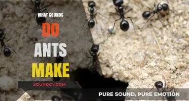Unveiling the Silent World: Exploring the Subtle Sounds of Ants
