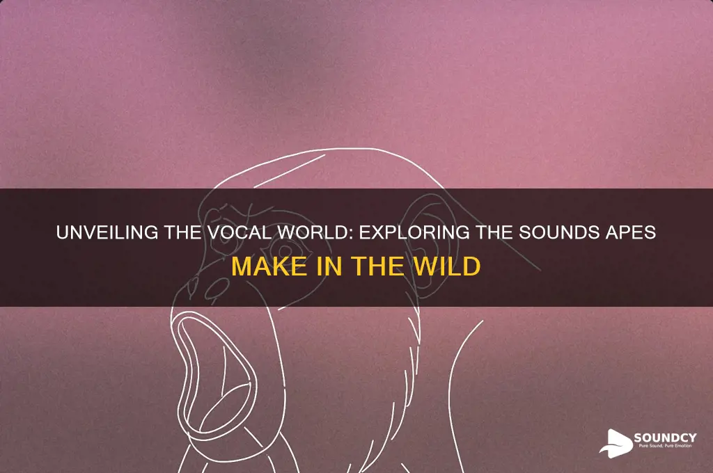 what sounds do apes make