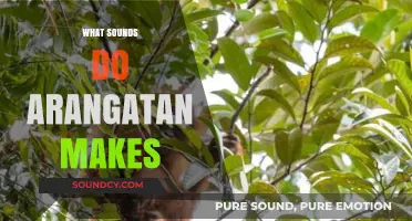 Unveiling the Unique Vocalizations: What Sounds Do Orangutans Make?