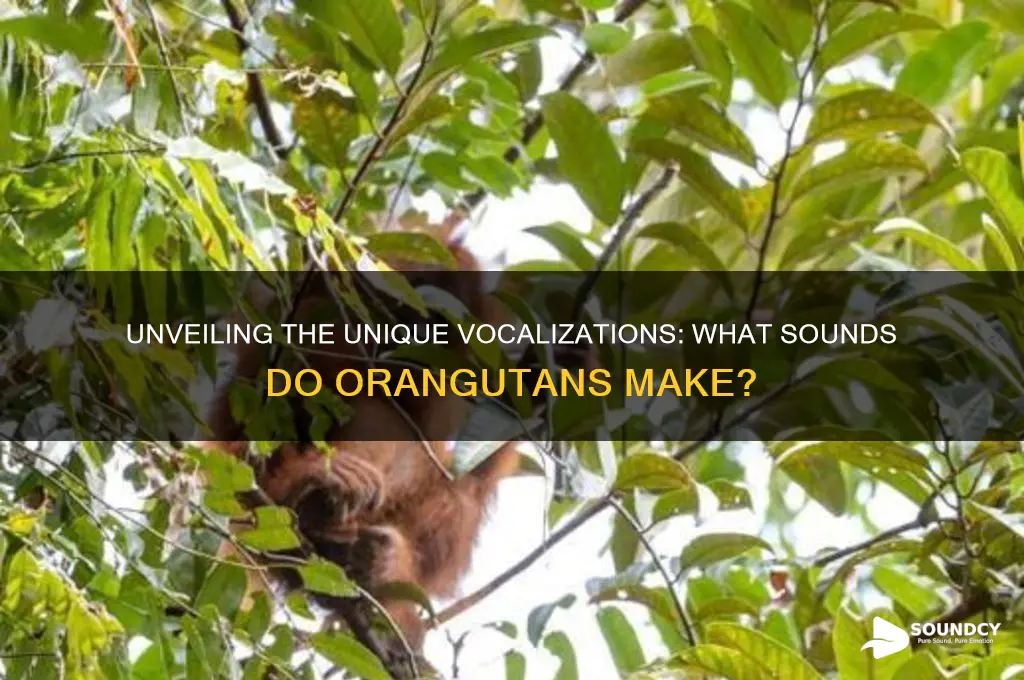 what sounds do arangatan makes
