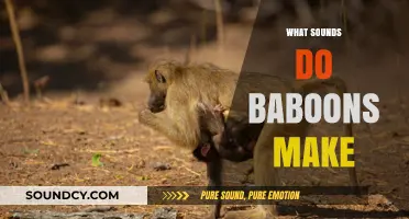 Unveiling Baboon Communication: Exploring the Diverse Sounds Baboons Make