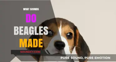 Understanding the Unique Vocalizations: What Sounds Do Beagles Make?