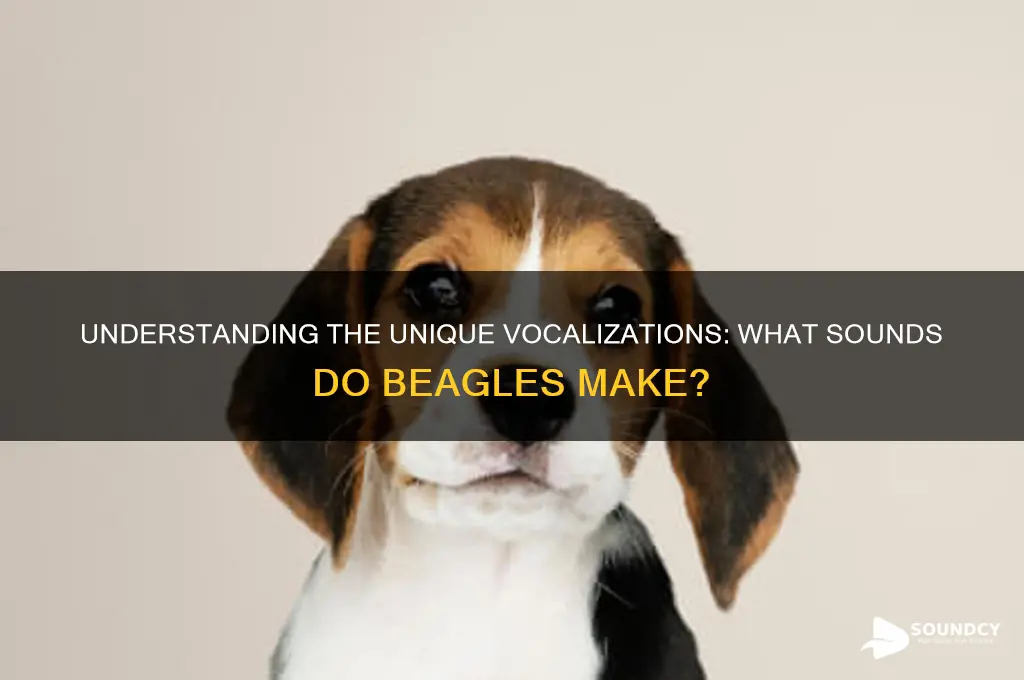 what sounds do beagles made