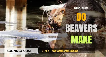Unveiling the Unique Vocalizations: What Sounds Do Beavers Make?