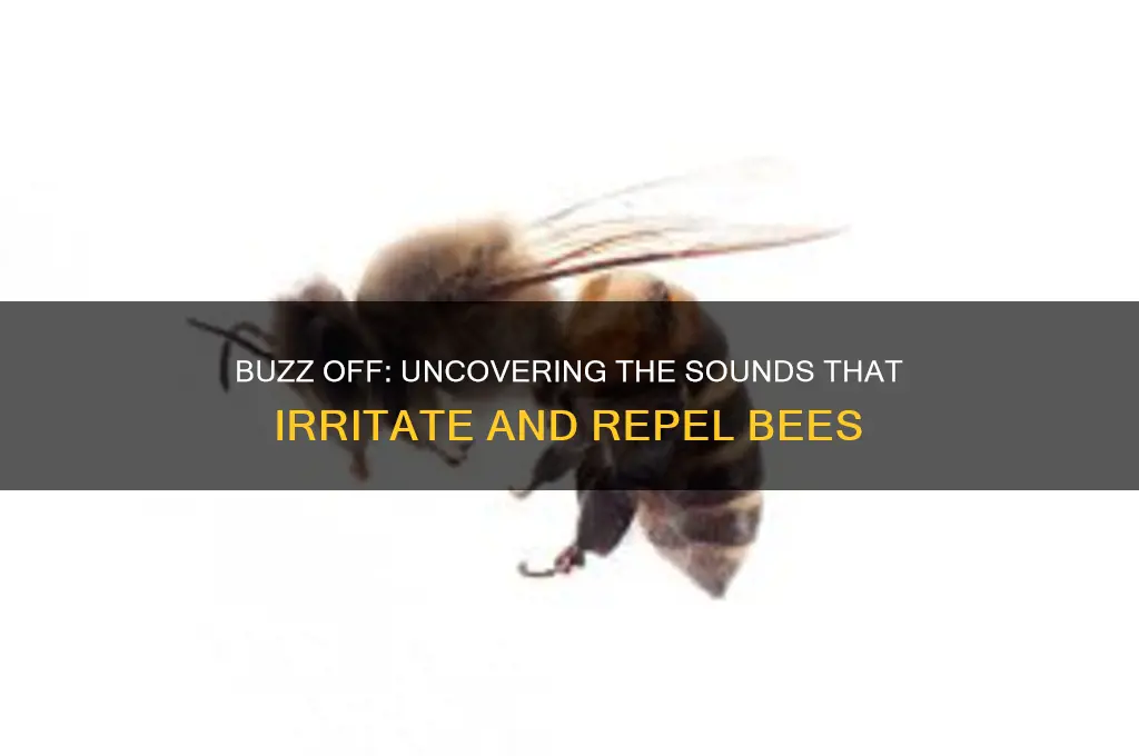 what sounds do bees hate
