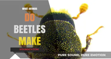 Unveiling the Surprising Sounds: What Noises Do Beetles Actually Make?