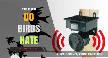 Unwanted Noises: Sounds That Birds Despise and How to Avoid Them