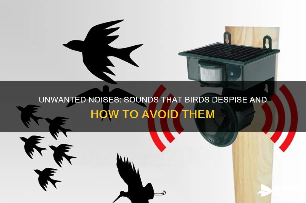 what sounds do birds hate