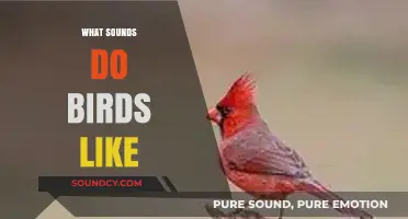 Discovering the Sounds Birds Love: Nature's Melodies and Beyond