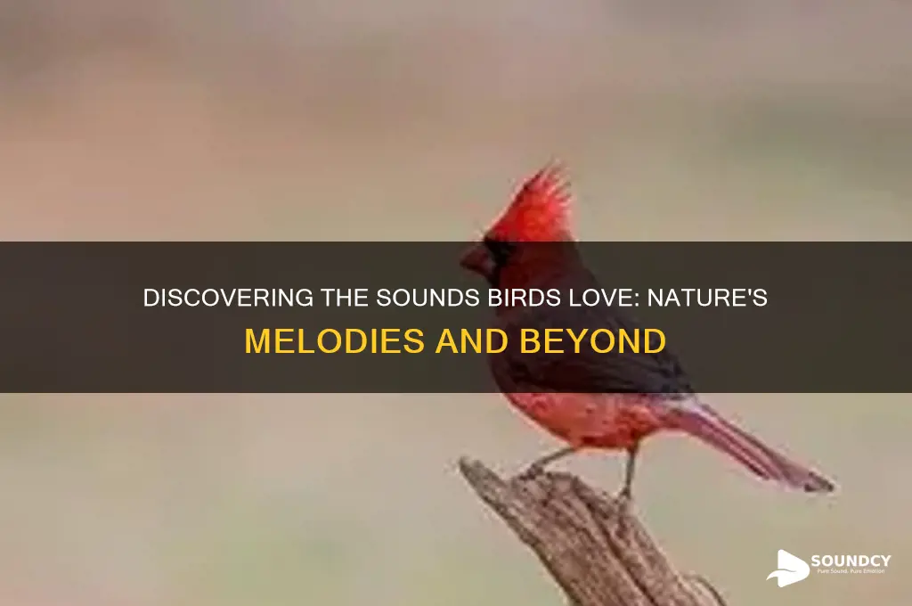 what sounds do birds like