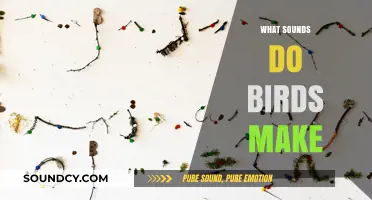 Exploring the Fascinating World of Bird Sounds and Their Meanings