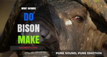Unveiling the Unique Vocalizations: What Sounds Do Bison Make?