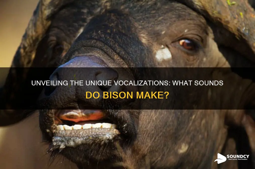 what sounds do bison make