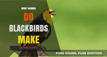 Exploring the Unique Sounds and Songs of Blackbirds in Nature