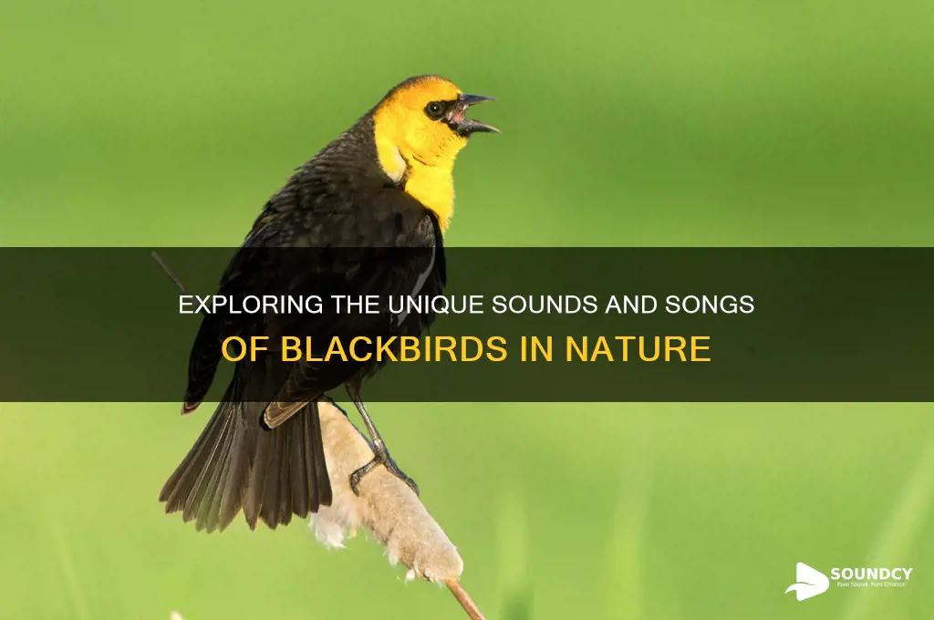 what sounds do blackbirds make