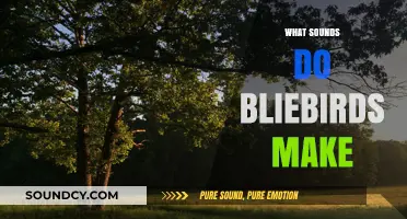 Discovering the Unique and Enchanting Sounds of Bluebirds in Nature