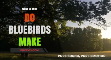 Discover the Enchanting Songs and Calls of Bluebirds in Nature
