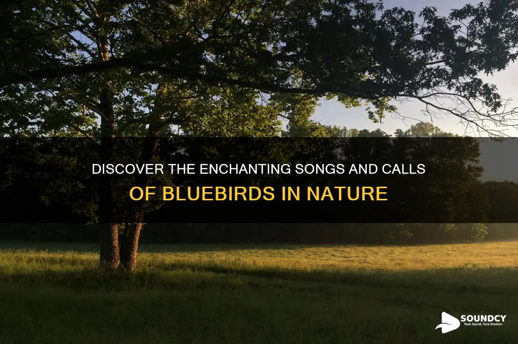 what sounds do bluebirds make