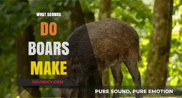 Unveiling the Unique Vocalizations: What Sounds Do Boars Make?