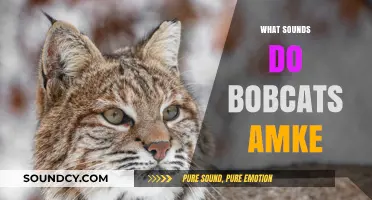 Unveiling the Unique Vocalizations: What Sounds Do Bobcats Make?