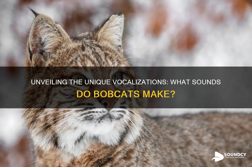 what sounds do bobcats amke