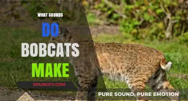 Unveiling the Mysterious Vocalizations: What Sounds Do Bobcats Make?
