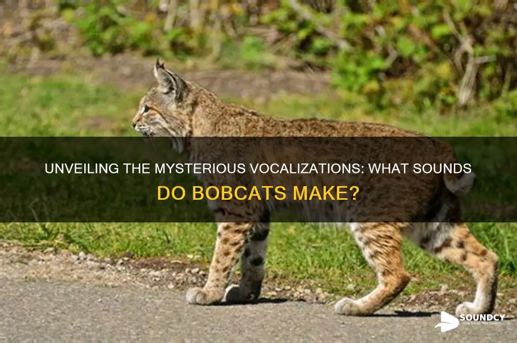 what sounds do bobcats make