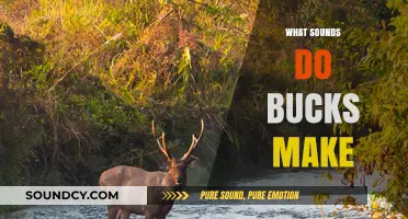 Unveiling the Unique Vocalizations: What Sounds Do Bucks Make?