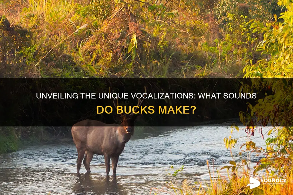 what sounds do bucks make