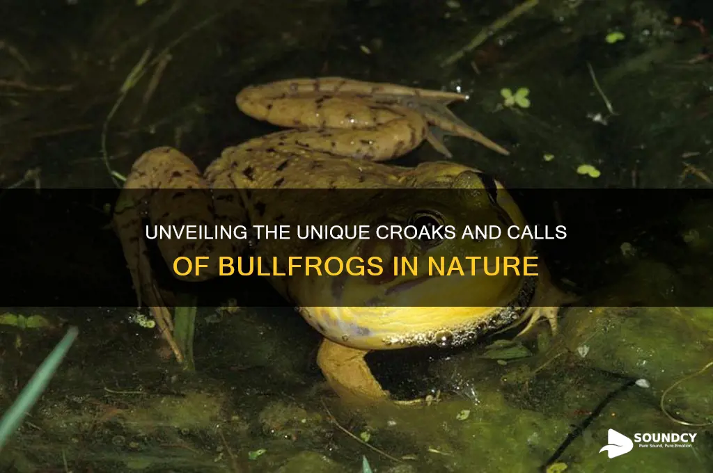 what sounds do bullfrogs make