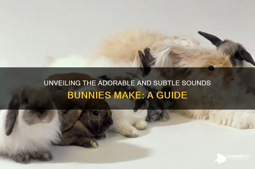 what sounds do bunnies make