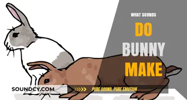 Discover the Adorable and Unique Sounds Bunnies Make: A Guide