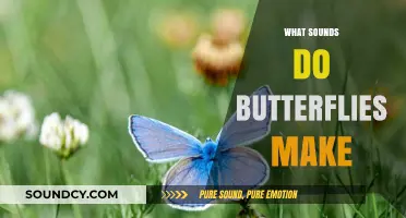 Unveiling the Silent World: Do Butterflies Produce Sounds?