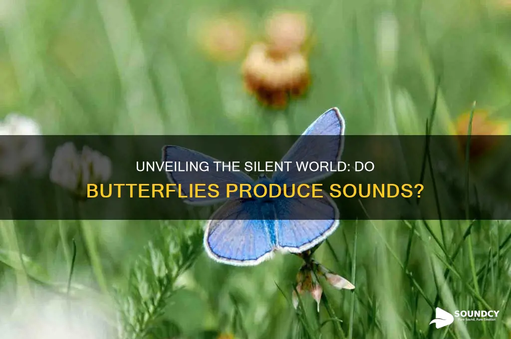 what sounds do butterflies make