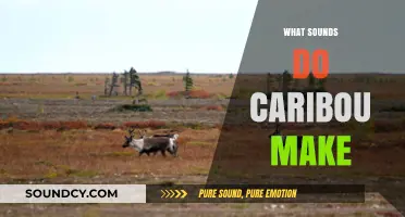 Unveiling the Unique Vocalizations: What Sounds Do Caribou Make?
