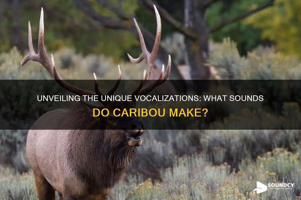 what sounds do caribou make