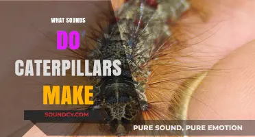 Unveiling the Silent World: Do Caterpillars Make Any Sounds?