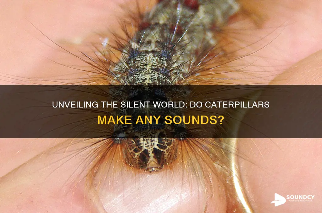 what sounds do caterpillars make