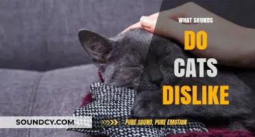 Unwanted Noises: Sounds That Irritate and Annoy Your Feline Friends