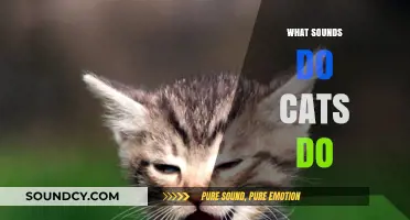Decoding Cat Communication: Understanding the Sounds Cats Make