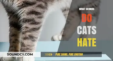 Uncover the Noises That Drive Cats Crazy: A Comprehensive Guide