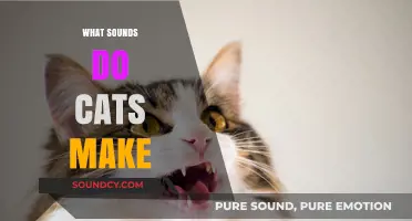 Decoding Cat Communication: Exploring the Sounds Cats Make and Their Meanings