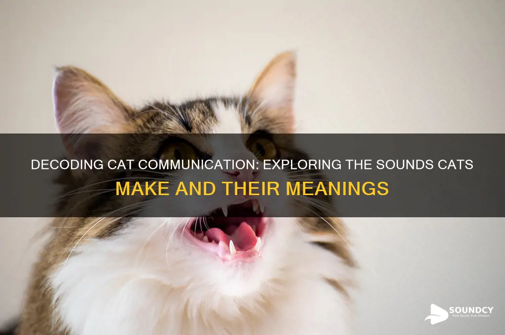 what sounds do cats make