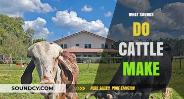 Understanding Cattle Communication: The Unique Sounds Cows and Bulls Make
