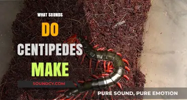 Unveiling the Silent World: Do Centipedes Make Any Sounds?