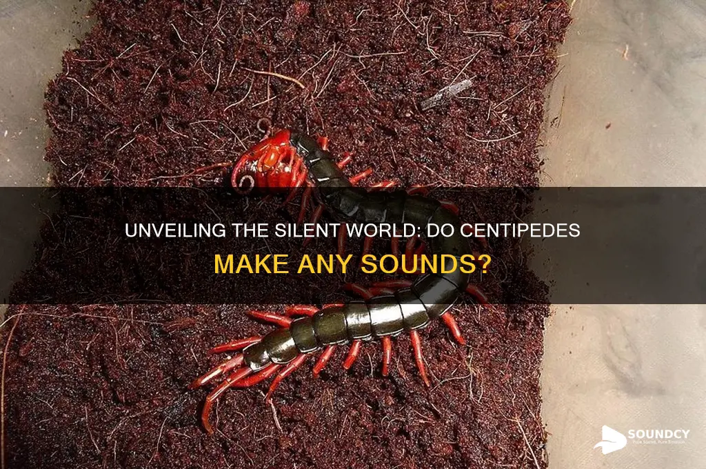 what sounds do centipedes make