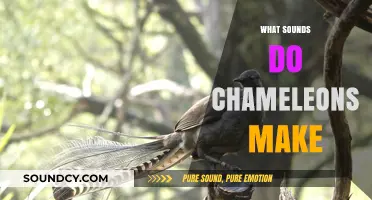 Unveiling the Surprising Sounds: What Noises Do Chameleons Actually Make?
