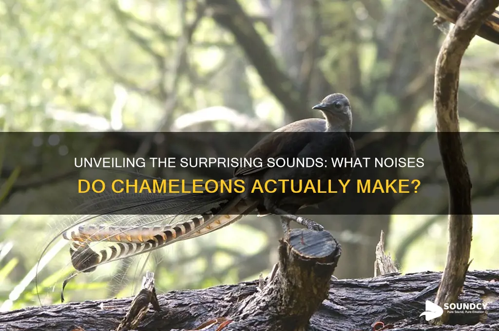what sounds do chameleons make